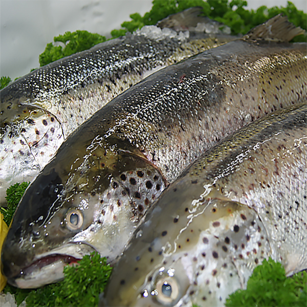 Whole Tasmanian Salmon 1380kg Seafood Warehouse 4768