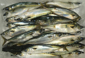 Blue Slimy Mackerel $10.80kg....5 kg buy - Seafood Warehouse