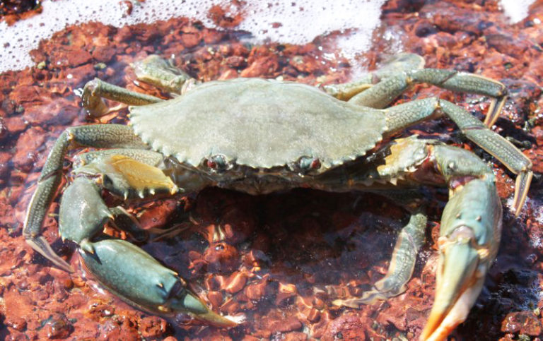 Mud Crabs B Grade $31kg... 5 kg buy - Seafood Warehouse