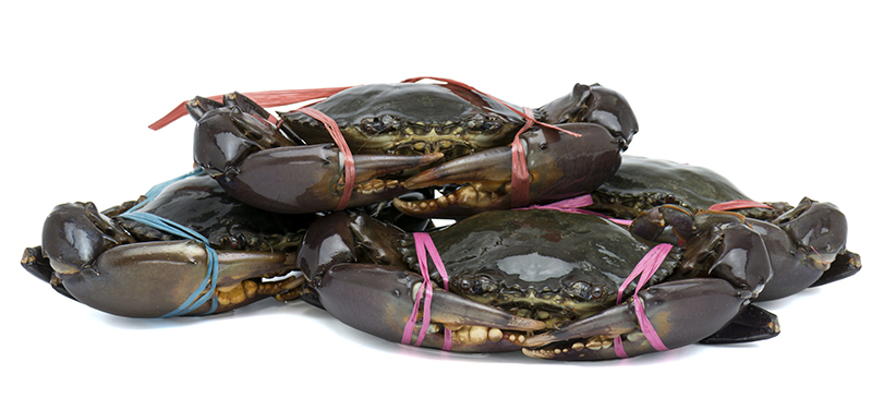 mud crabs grade seafood kg 31kg au