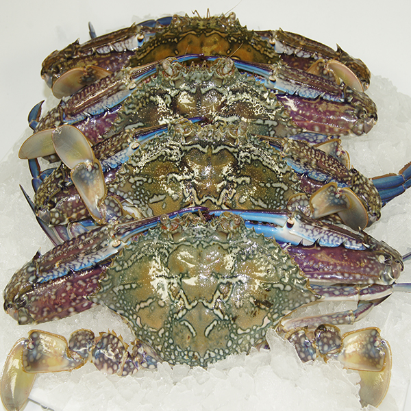 Fresh Sand Crabs Raw 17.80kg 5kg Buy Seafood Warehouse