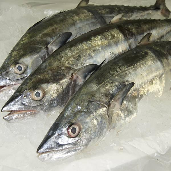 Fresh Local Grey Mackerel 14.50 kg 8kg Buy Seafood Warehouse