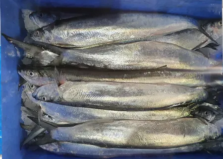 Wolf Herring….$5.80kg 5kg Buy